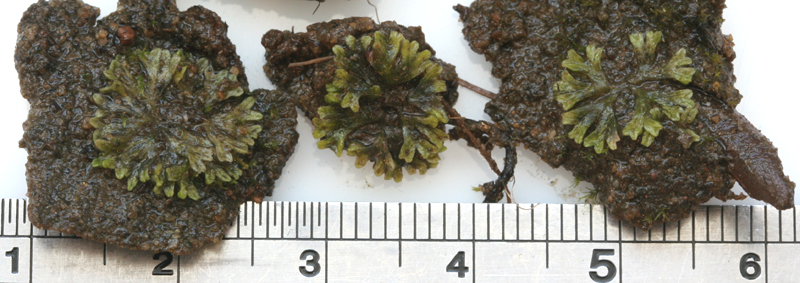 Riccia huebeneriana subsp. sullivantii